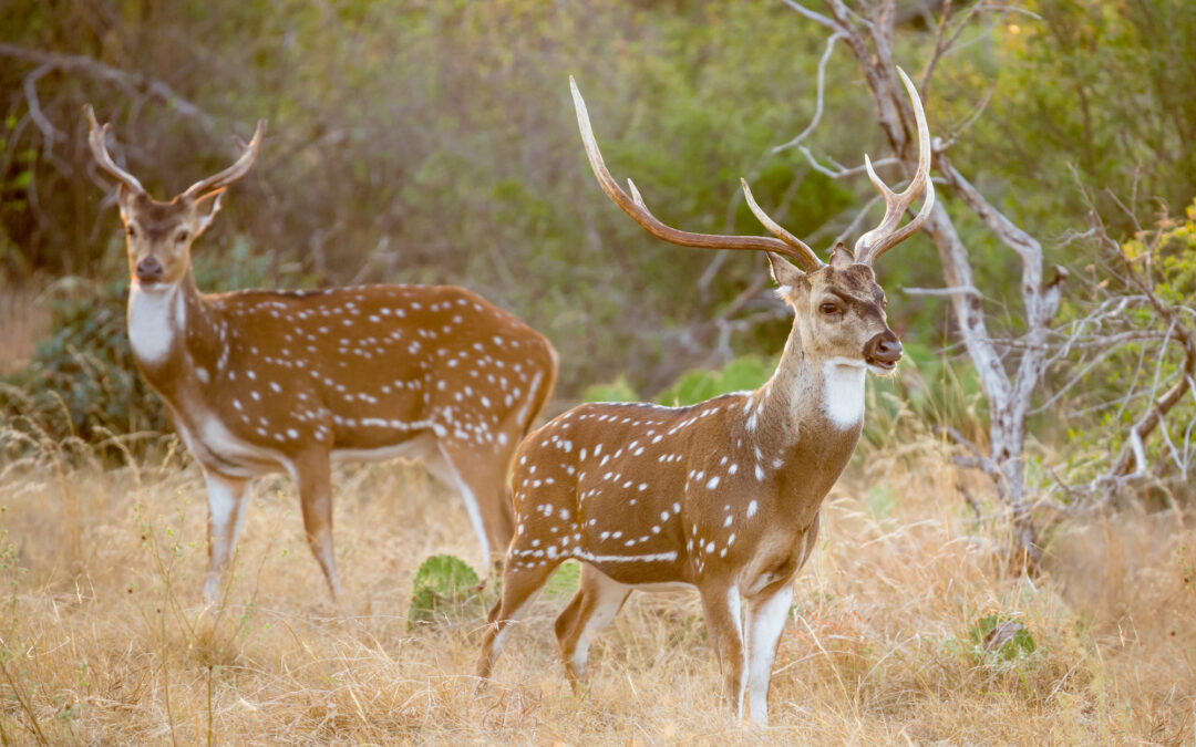 Axis Deer