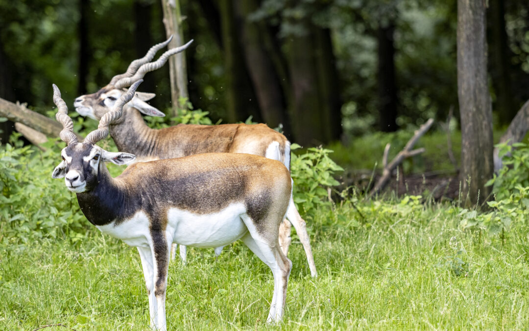 Blackbuck Antelope