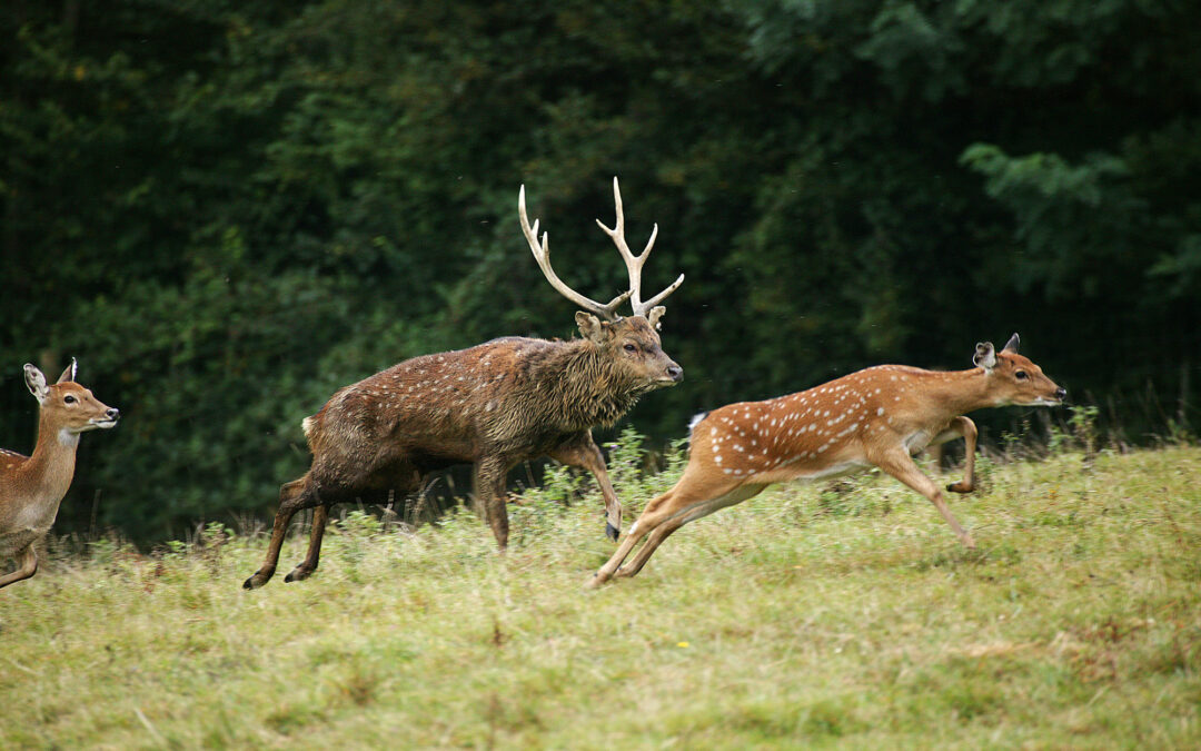 Sika Deer