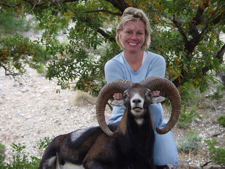 European Mouflon