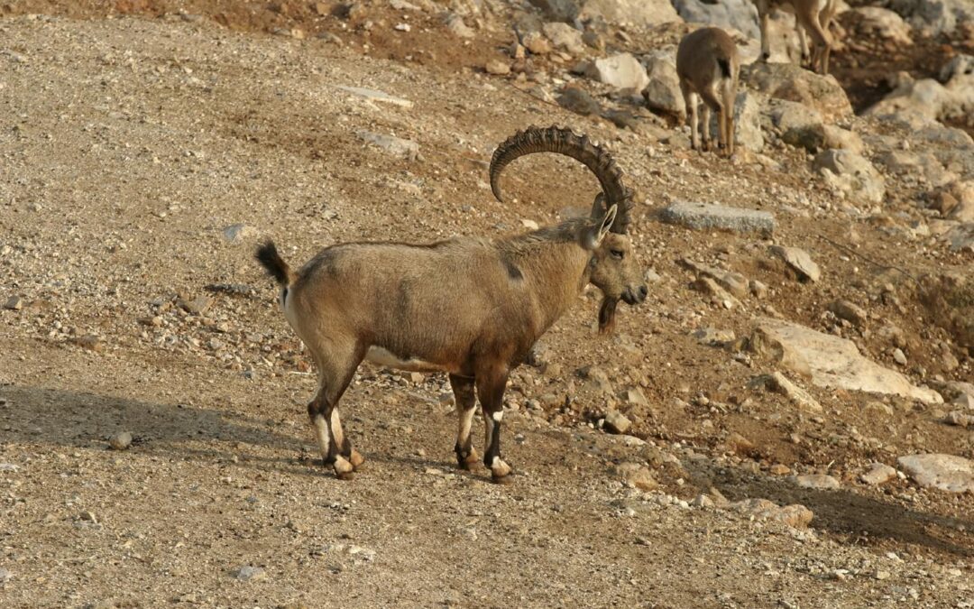 Nubian Ibex