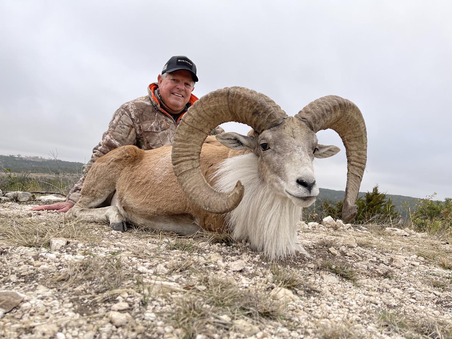 Armenian Mouflon available to hunt