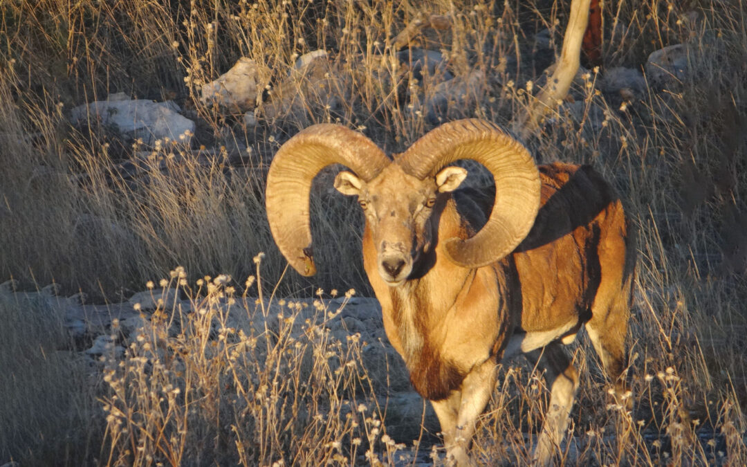Transcaspian Urial