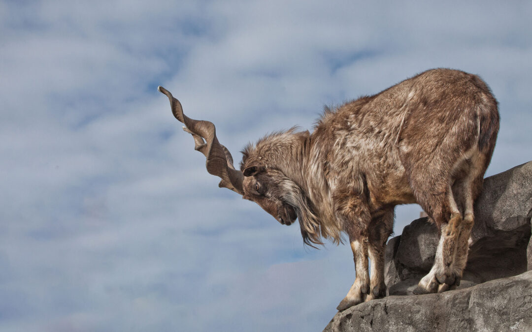 Turkoman Markhor