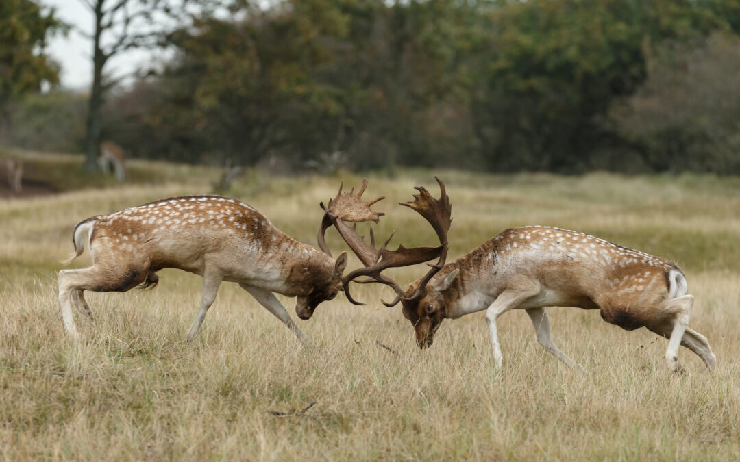 Fallow Deer