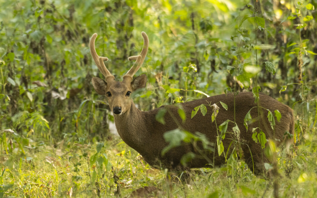 Hog Deer
