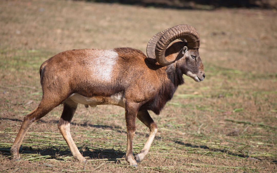 Iranian Red Sheep
