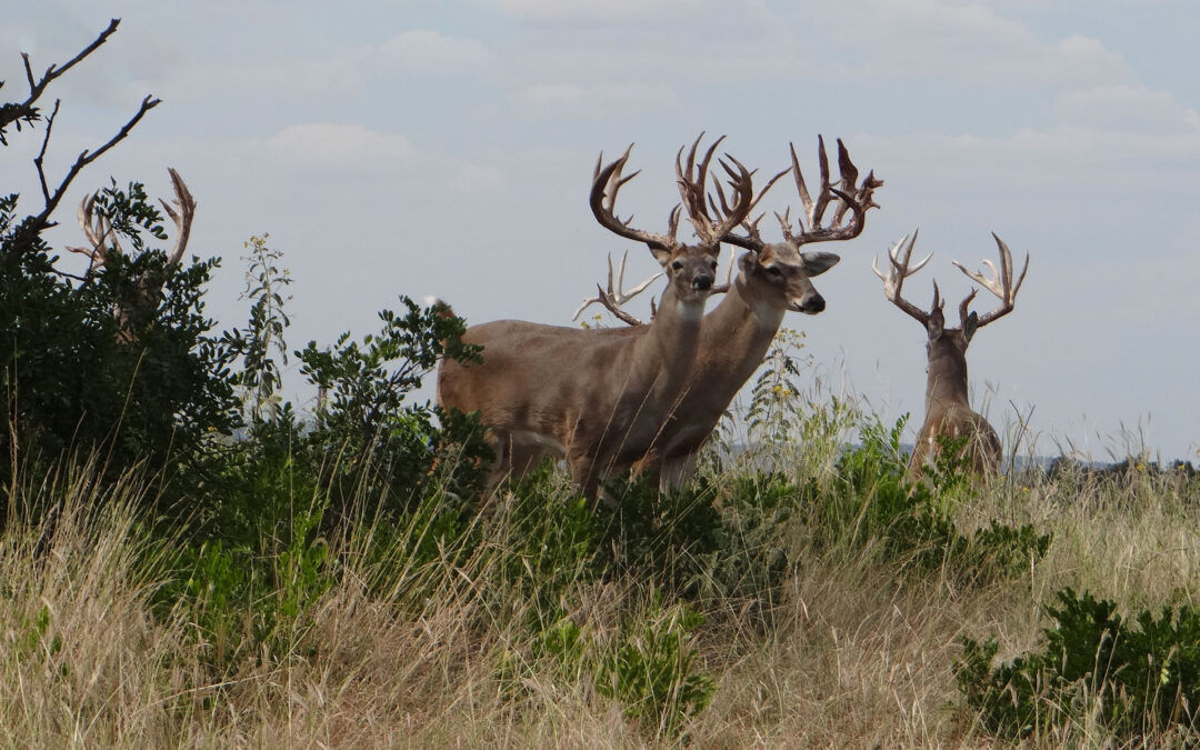 Whitetail Deer