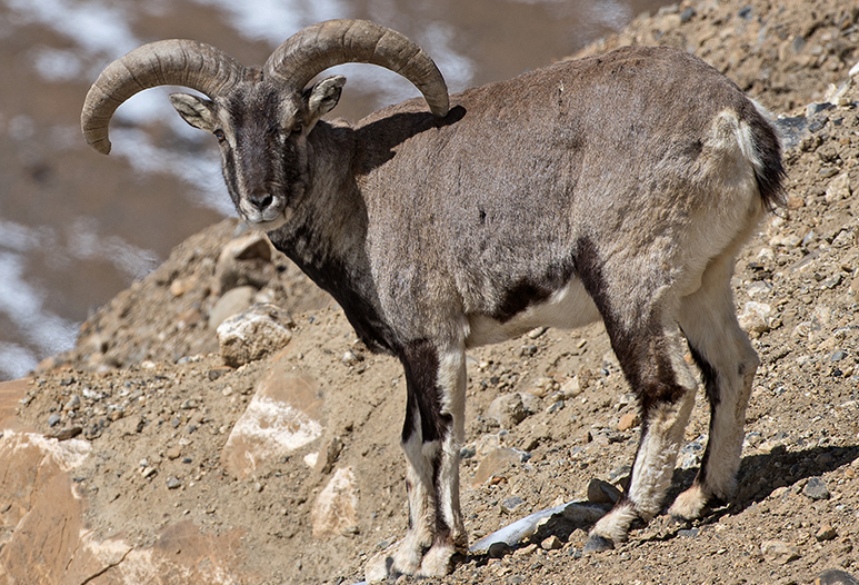 Chinese Blue Sheep